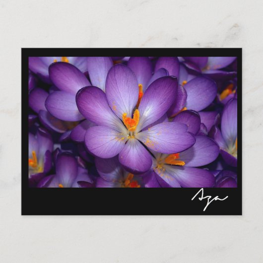 フローラスチルライフ。 ポストカード (正面)