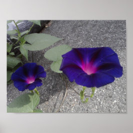 フローラバリューポスター紙 ポスター