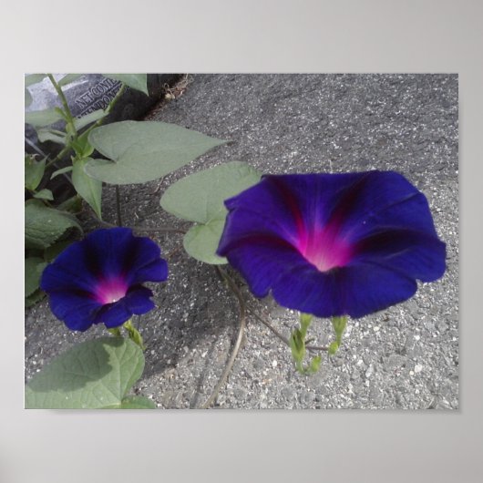 フローラバリューポスター紙 ポスター (正面)