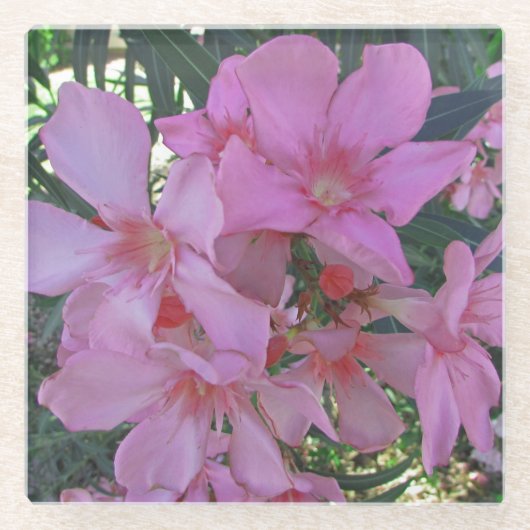 フローラパステルピンクロングペタル開花フォトフラワー ガラスコースター (正面)