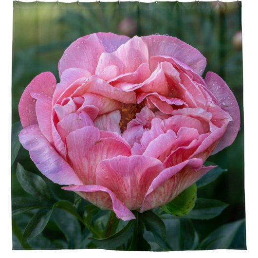 フローラピンク牡丹の写真 シャワーカーテン (正面)