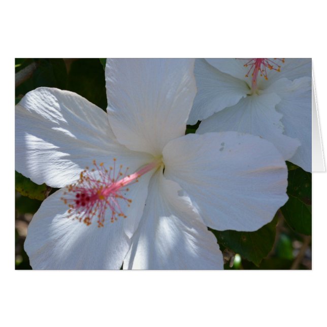 フローラフレグランスノートカード (正面横)