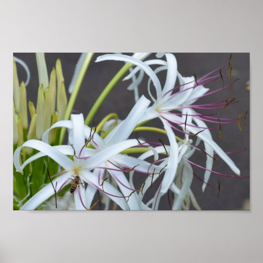 フローラフレグランスポスター ポスター (正面)