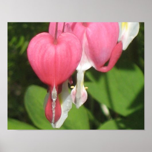 フローラブリードハートポスター – バリューマット紙 ポスター (正面)