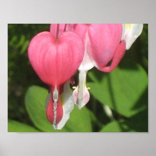 フローラブリードハートポスター – マットバリュー紙 ポスター (正面)