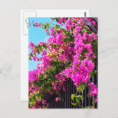 フローラブーゲンビレアカスケード ポストカード (正面/裏面)