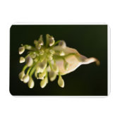 フローラプリント可撓性光磁石 マグネット (横)