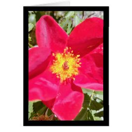 フローラベルベットのパンチ – ソルの歌。4:10挨拶。カード