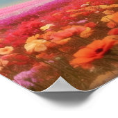 フローラホワイトラブラドールリトリバーのダウンロード ポスター (角)