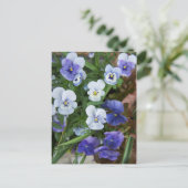 フローラルパープルパンジーの花 はがき (スタンド正面)