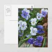 フローラルパープルパンジーの花 はがき (正面/裏面)