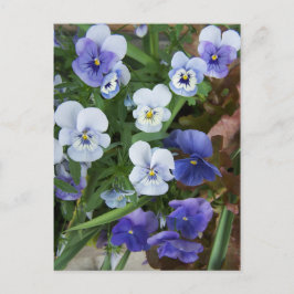 フローラルパープルパンジーの花 はがき