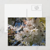 フローラ写真はがき白い花 ポストカード (正面/裏面)