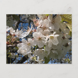 フローラ写真はがき白い花 ポストカード