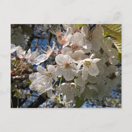 フローラ写真はがき白い花 ポストカード (正面)