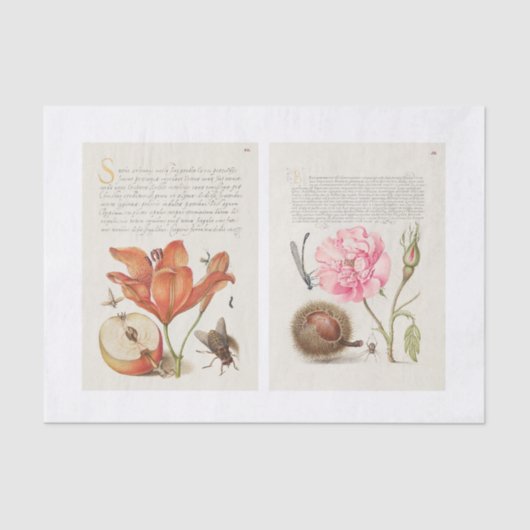 フローラ書園デカップ 薄葉紙 (正面)