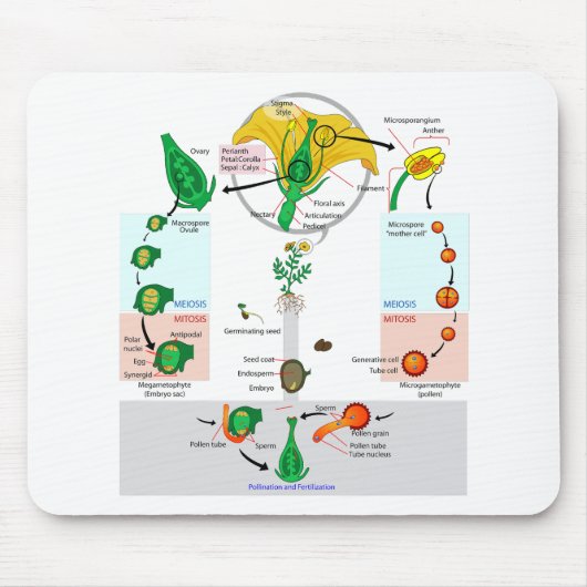 フローラ植物の血管精子のライフサイクル図 マウスパッド (正面)