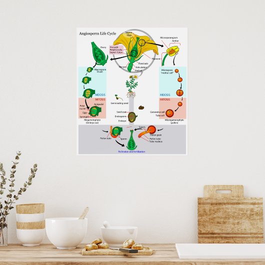 フローラ植物血管精子チャートのライフサイクル ポスター (キッチン)