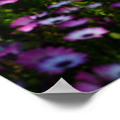 「フローラ橋」、アフリカデイジー ポスター (角)