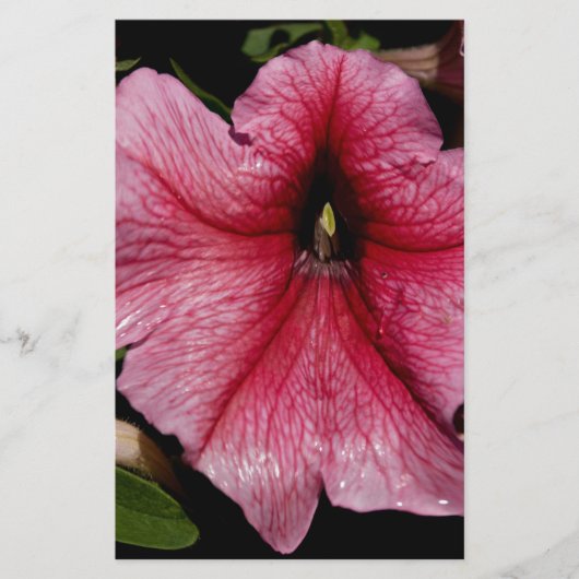 フローラ爆発 便箋 (正面)