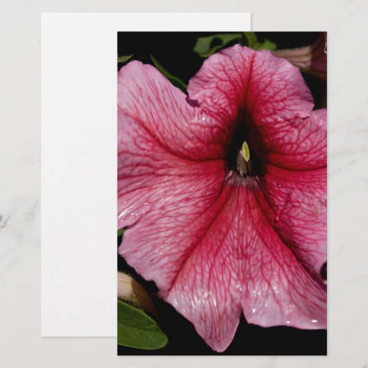 フローラ爆発 便箋 (正面/裏面)