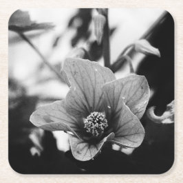 フローラ白黒写真 スクエアペーパーコースター