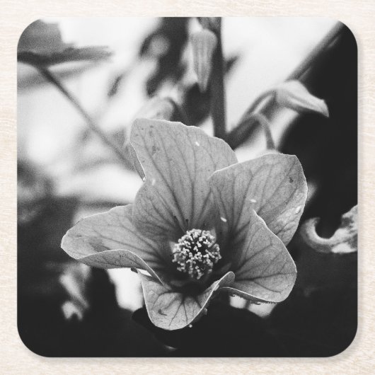 フローラ白黒写真 スクエアペーパーコースター (正面)