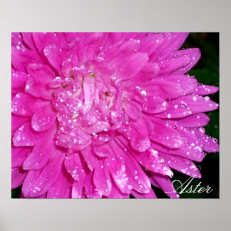 フローラ系:アシュテリア科 ポスター