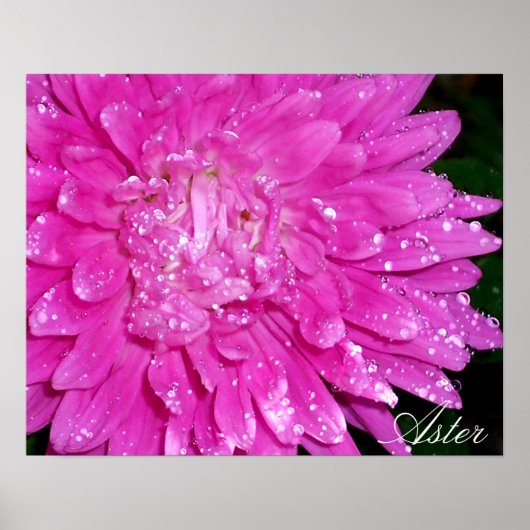 フローラ系：アシュテリア科 ポスター (正面)