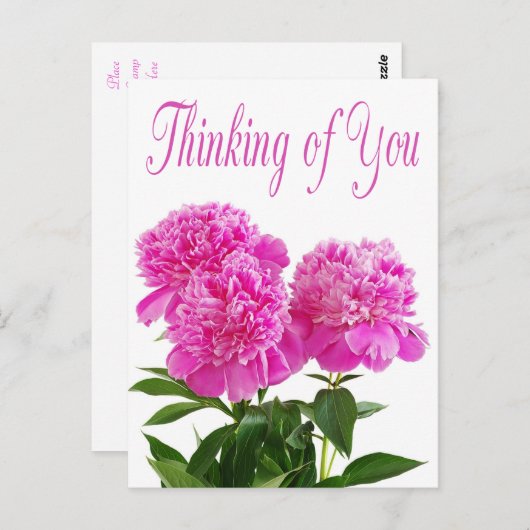 フローラ考えのピンク牡丹の花はがき ポストカード (正面/裏面)