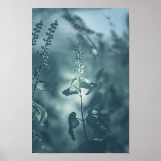 フローラ自然写真 ポスター (正面)