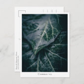 フローラ自然写真 ポストカード (正面/裏面)