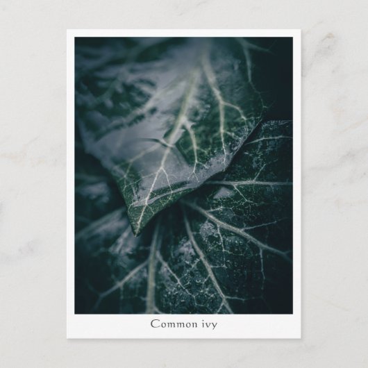 フローラ自然写真 ポストカード (正面)