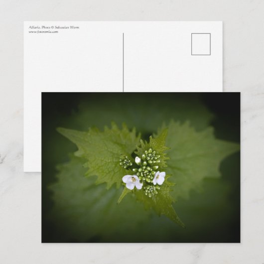 フローラ自然写真 ポストカード (正面/裏面)