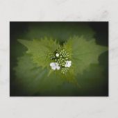 フローラ自然写真 ポストカード (正面)