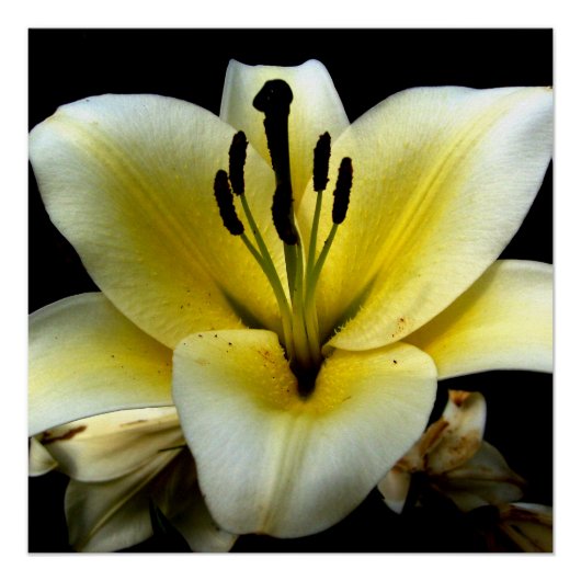 フローラ花20" x 20"ポスター紙（半光沢） ポスター (正面)