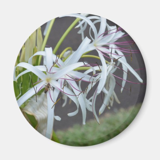 フローラ芳香磁石 マグネット (正面)