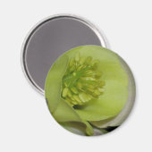 フローラ詳細 マグネット (正面/裏面)