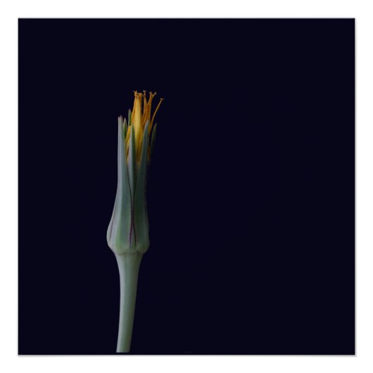 フローラ非表示美しい ポスター (正面)