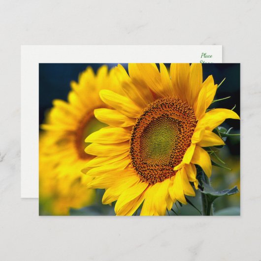 フローラ黄色のひまわり – 考えこんにちは ポストカード (正面/裏面)