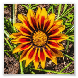 フローラ1枚のフォトプリント フォトプリント           