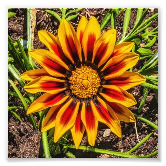 フローラ1枚のフォトプリント フォトプリント            (正面)