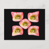 フローラ ポストカード (正面)