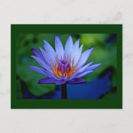 フローラ ポストカード