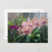 フローラ、蘭 ポストカード (正面/裏面)
