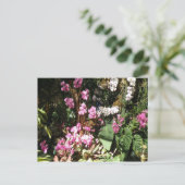 フローレス・ド・オルキアイズ ポストカード (スタンド正面)