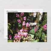 フローレス・ド・オルキアイズ ポストカード (正面/裏面)
