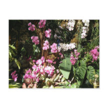 フローレス・ド・オルキアイズ