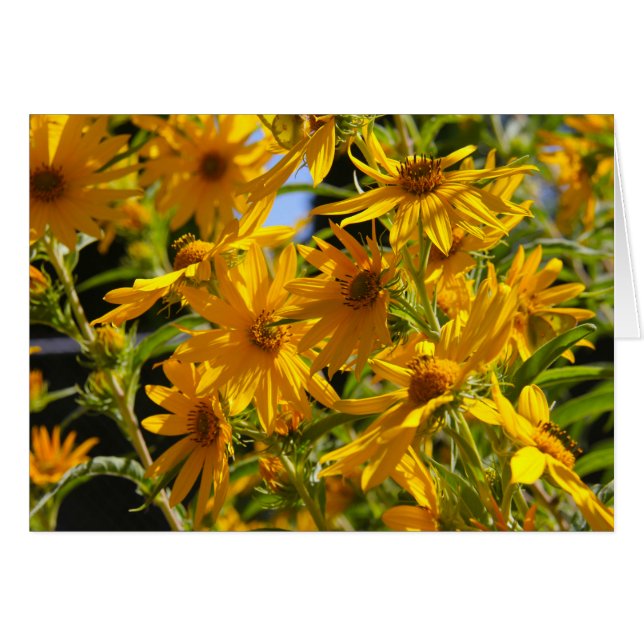 フローレスen mi hierbas "私の雑草の花" (正面横)