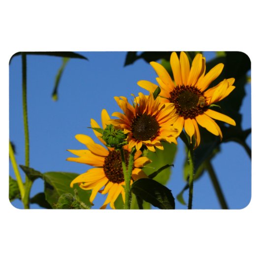 フローレスen mi hierbas "私の雑草の花" マグネット (横)